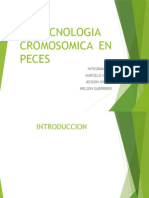 Biotecnologia Cromosomica en Peces