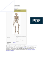 Esqueleto Humano