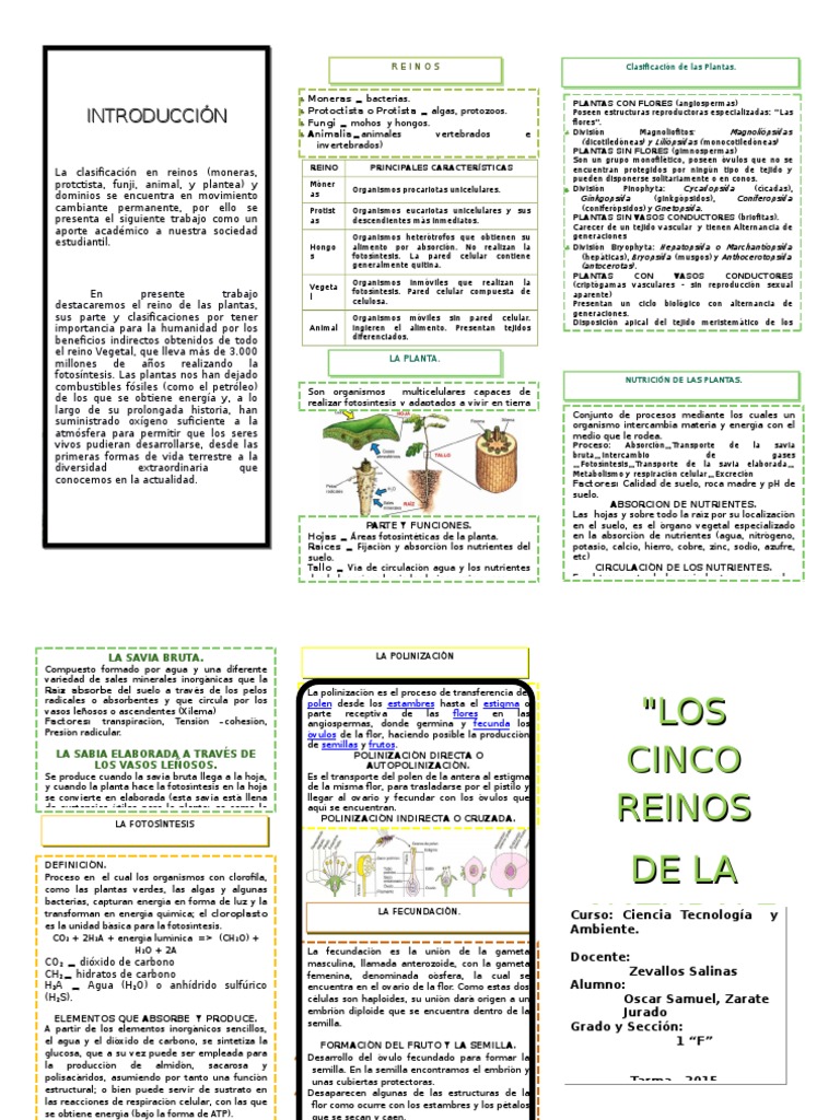 Triptico Reino Monera | PDF | Plantas | Fotosíntesis