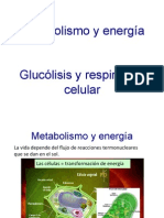 Metabolismo y Energi A-1 PDF