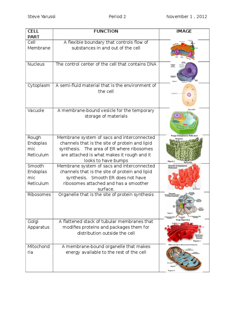 Cell Part | PDF