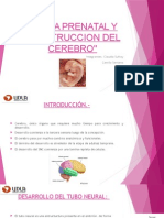 Desarrollo Cerebro