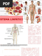 Sistema Linfatico