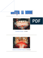 Determinarea Varstei-Dentitia Bovine