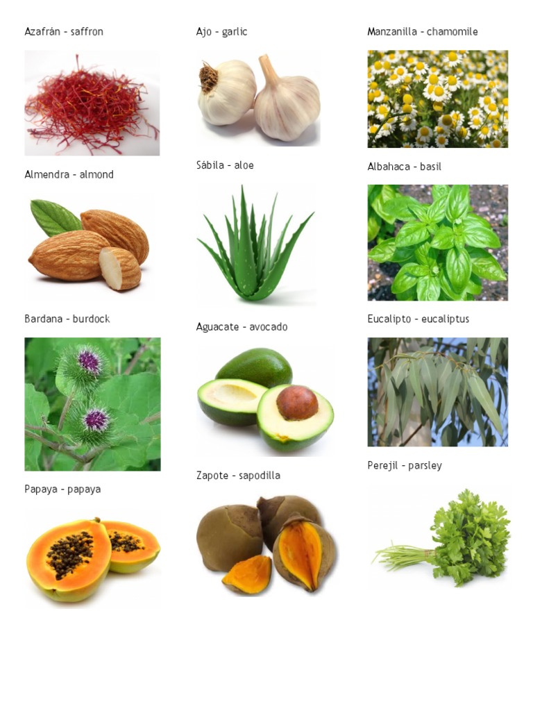 20 Plantas en Ingles y Español Con Imagen PDF