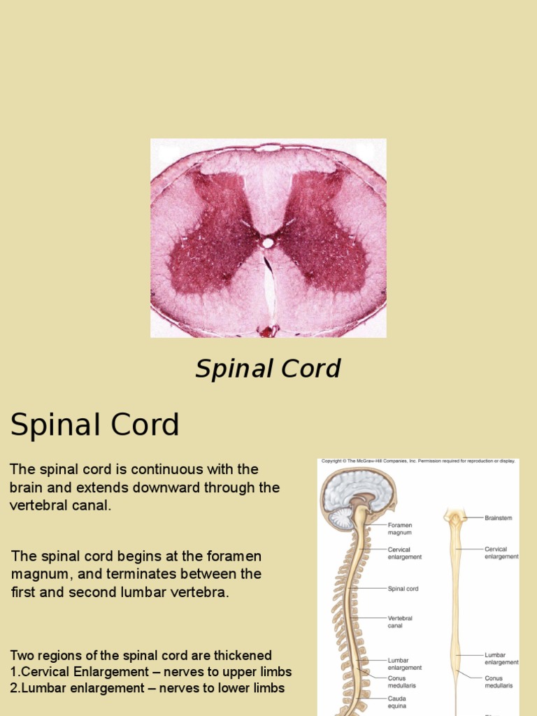 Spinal Cord