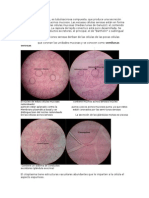 Glándula Sublingual y Tejido Conectivo