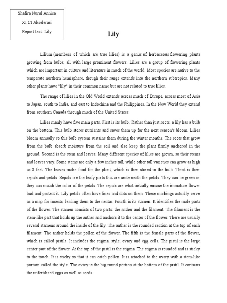 Contoh Report Text Lilium Flowers