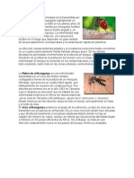 El Dengue y La Chinkungunya