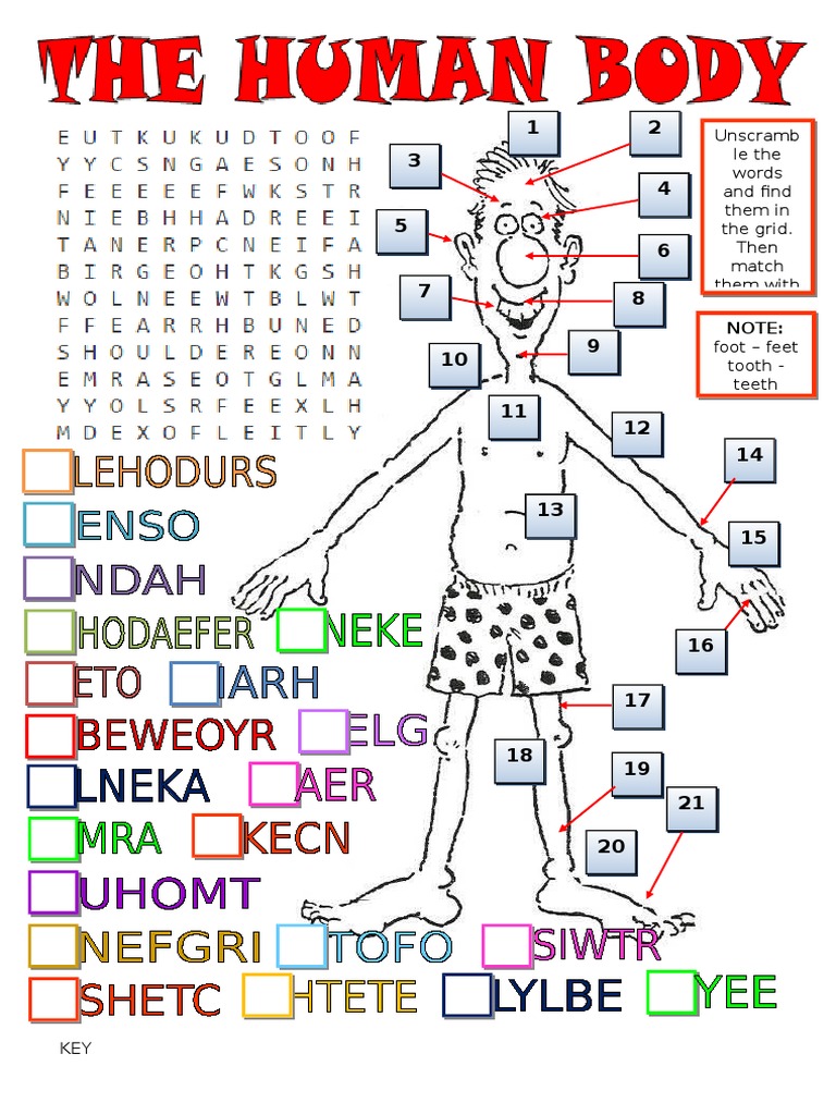 Body Parts Word Search Activity | PDF