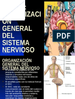 Tema 6. Organizacion General Del Sistema Nervioso