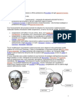 Anatomia Del Cranio