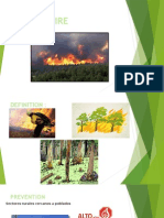 Forest Fire