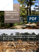 How Does Deforestation Affect Us and Our Environment?