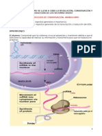 Sintesis de Proteinas_2015 (1)