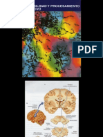 NEURO Sensibilidad