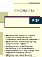Echinodermata PDF