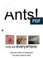 Ants