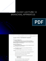Embryology Lecture 12