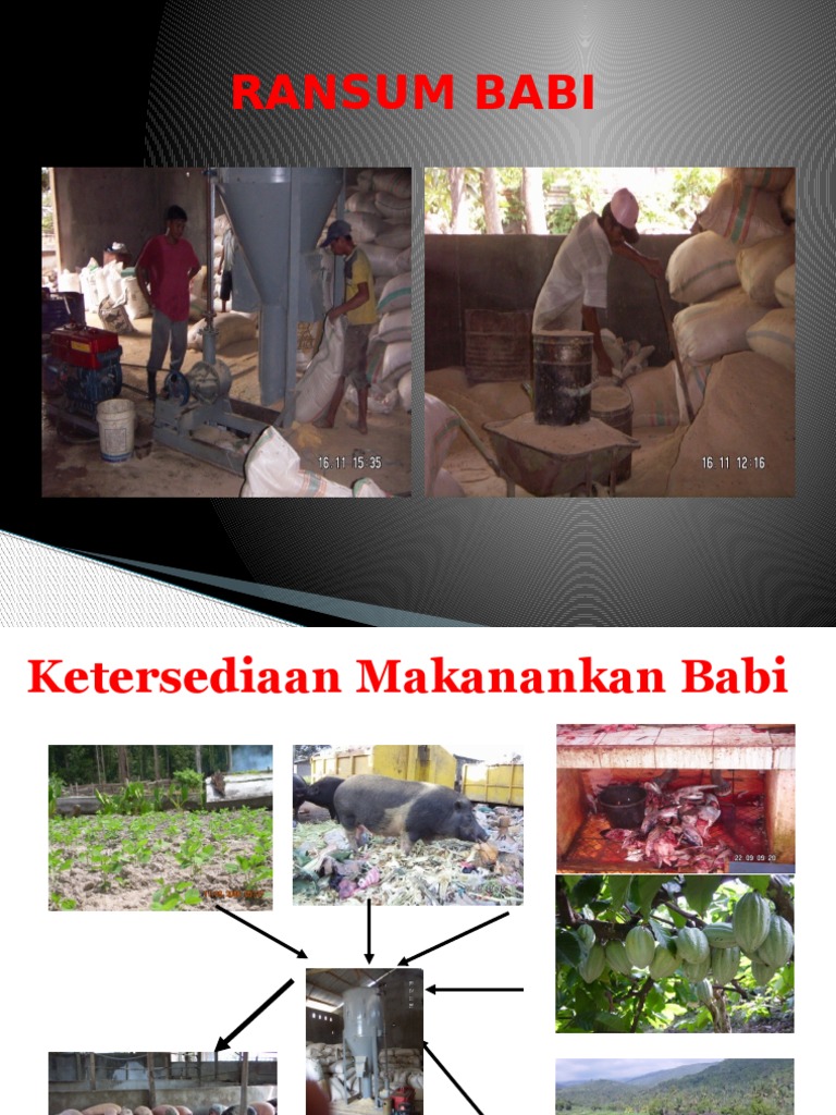Ransum Nutrisi Optimal untuk Babi | PDF | Teknologi & Rekayasa
