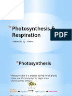 Photosynthesis & Respiration