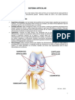 Anatomía - Sistema Articular 