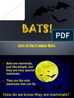 Bats 2013 10 31