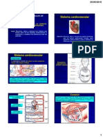 Anatomia Cardiovascular 