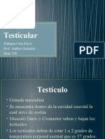 Testicular