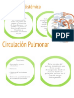 Circulacion Sistemica y Pulmonar