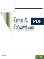 Tema 11 Fotosíntesis