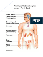 Anatomy & Physiology of The Endocrine System (Pancreas & Thyroid Gland)