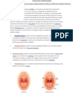 Hematopoyesis Histologia