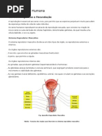 Resumo - Reprodução Humana e Manioulação Da Fertilidade
