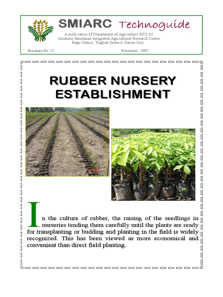 Rubber Nursery Establishment Grafting Plant Nursery