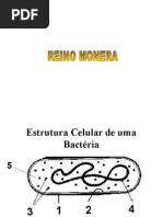 DOENÇAS BACTERIANAS