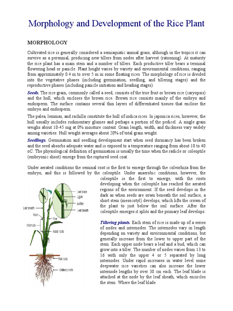 Rice Plant Morphology and Development | PDF | Seed | Rice