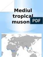 Mediul Tropical Musonic