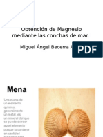 Obtencion Del Magnesio A Partir de Las Conchas de Mar