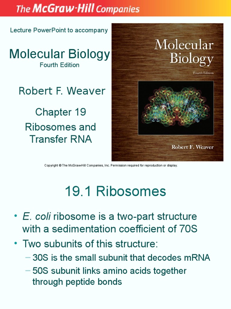 Molecular Biology: Ribosomes and Transfer RNA Robert F. Weaver | PDF ...