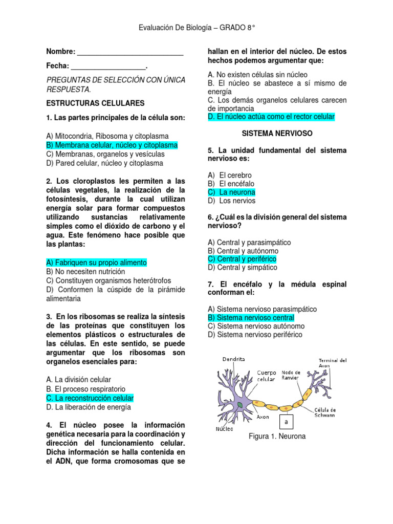 Examen final 8° | Sistema nervioso | Sistema nervioso central