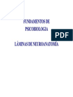 LAMINAS_NEUROANATOMIA