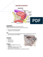 Anatomy of Prostate