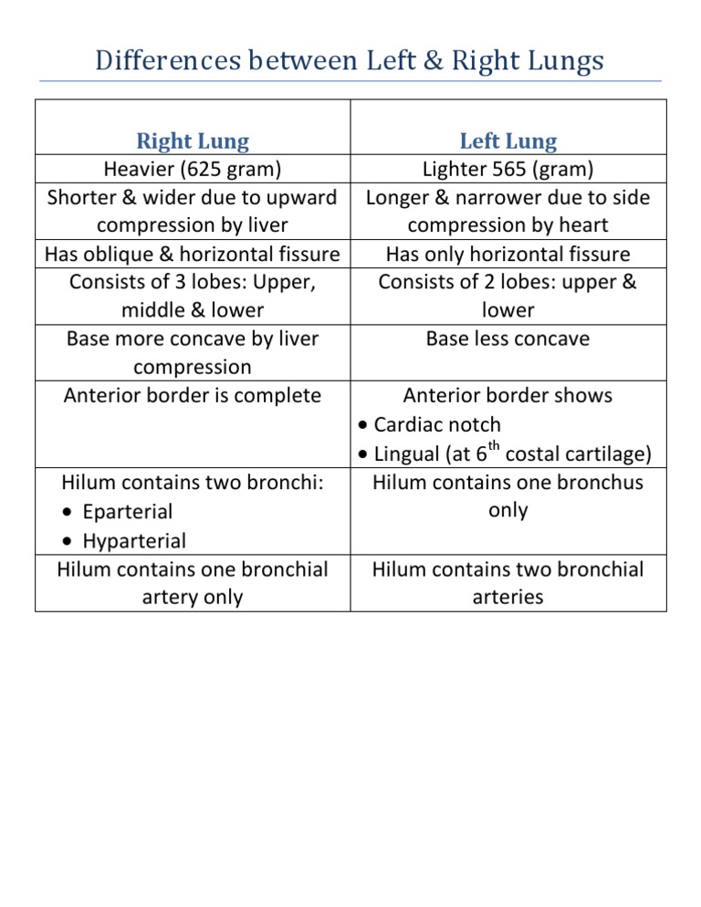 Differences Between Left & Right Lungs