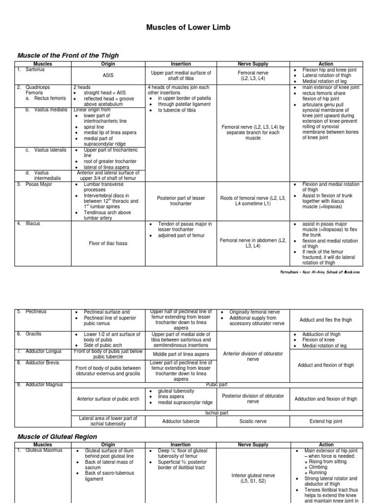 Lower Limb Pdf Foot Human Leg