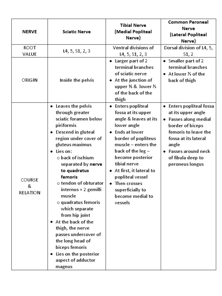 Summary of Nerves of Lower Limb | PDF | Human Leg | Soft Tissue