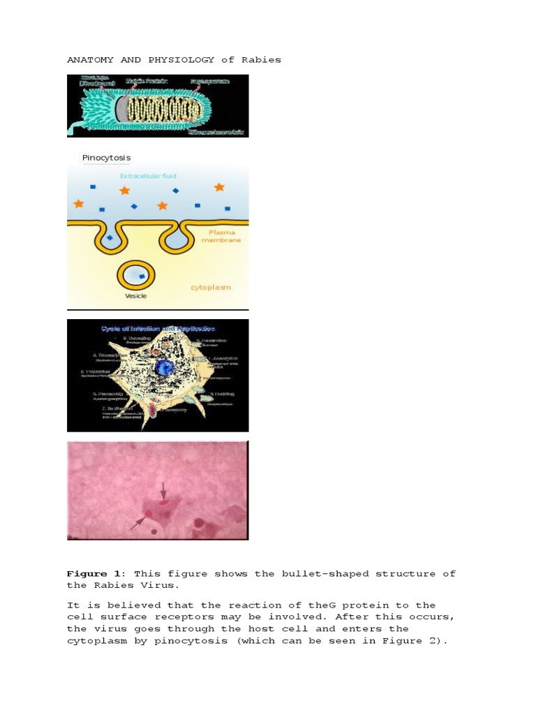 Rabies Virus: Anatomy and Infection Process | PDF | Rabies | Virus