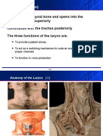 Larynx (Voice Box)