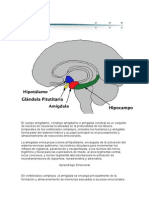 La Amígdala Cerebral
