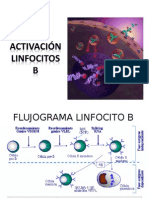 Activacion Linfocitos B